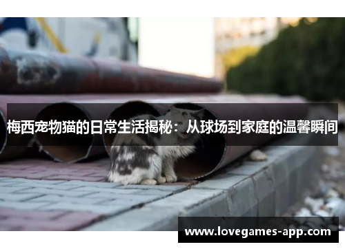 梅西宠物猫的日常生活揭秘：从球场到家庭的温馨瞬间